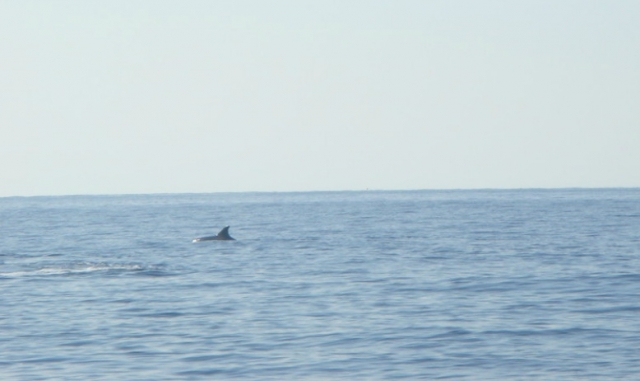 Entdecken Sie die Flora und Fauna Korsikas auf einem Jetski 